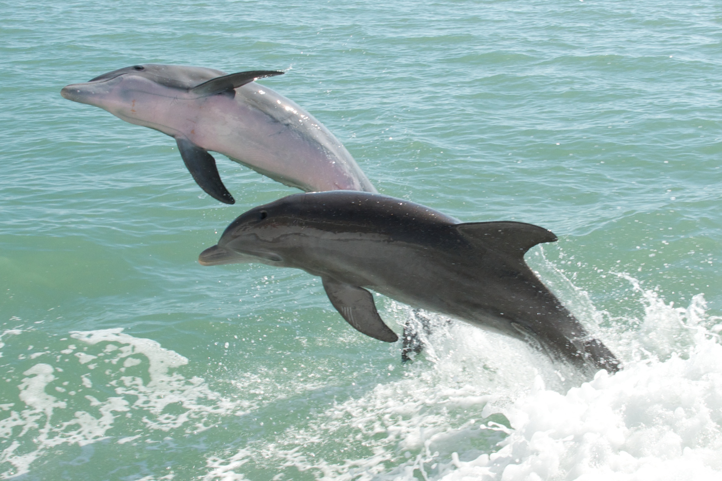 Atlantic Bottlenose Dolphins